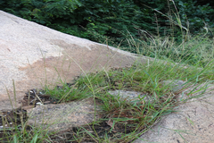 Eragrostis atrovirens